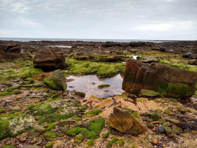 A tide pool is set among moss-covered boulders on the Fife Coastal Trail.