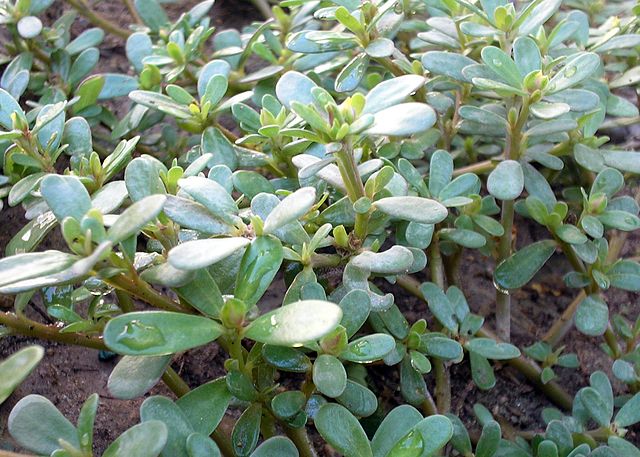 A photo of the edible weed, purslane. It's a succulent, with small, fat leaves shaped like elongated teardrops.
