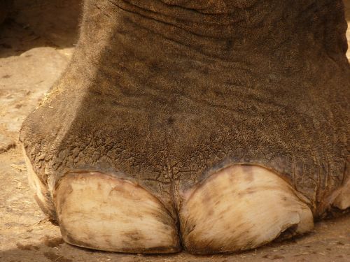 A close-up view of an elephant's foot.