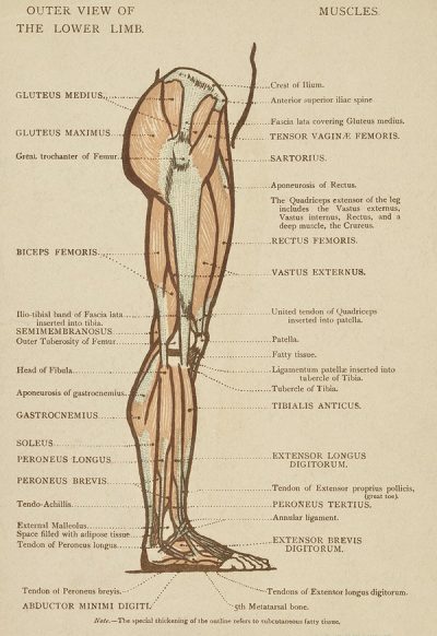 An illustration from 1899 titled, "Outer View of the Lower Limb." It shows a skinless leg, and labels the key muscles and tendons.