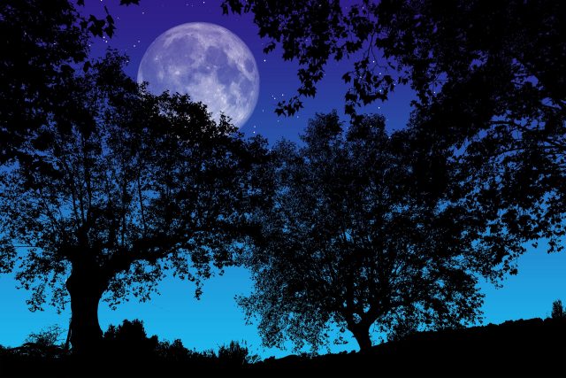 A view of the twilight sky through the trees. The moon is absurdly huge, and it's not clear whether the picture is an edited photo, a painting, or digital art.