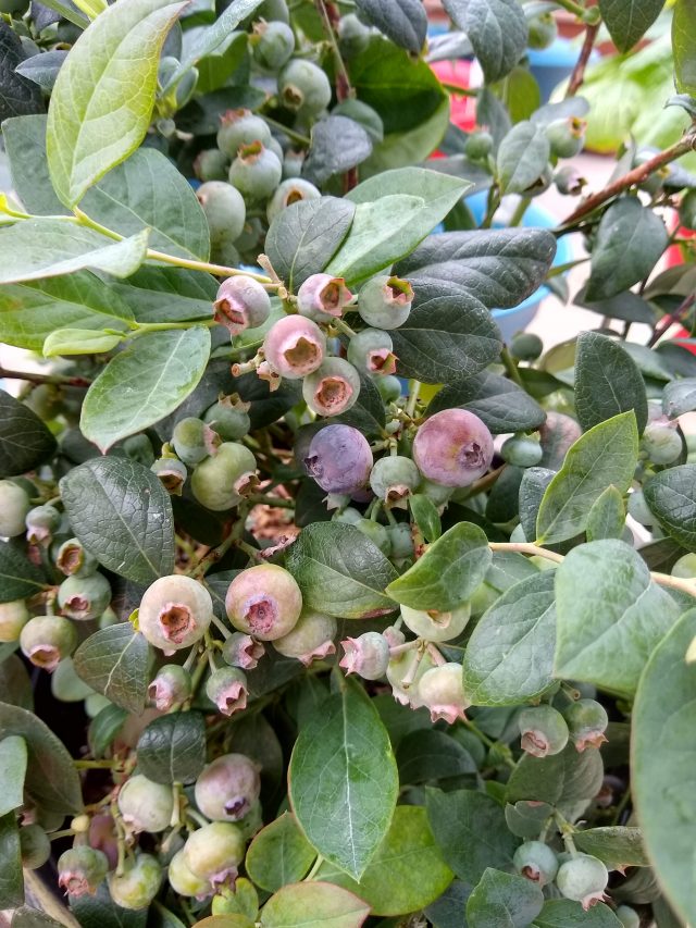This close-up of my Pink Icing blueberry bush shows clusters of almost-ripe berries nestled among the green leaves.