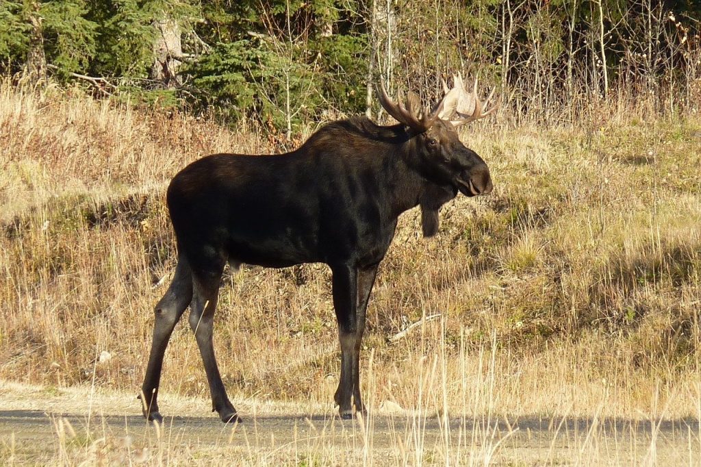 A photo of a Canadian bull moose.