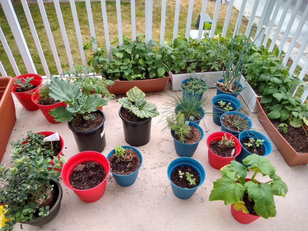 A view of the plants on my balcony. It's an unorganized mess of red and blue pots, with vegetables and herbs in various stages of growth.