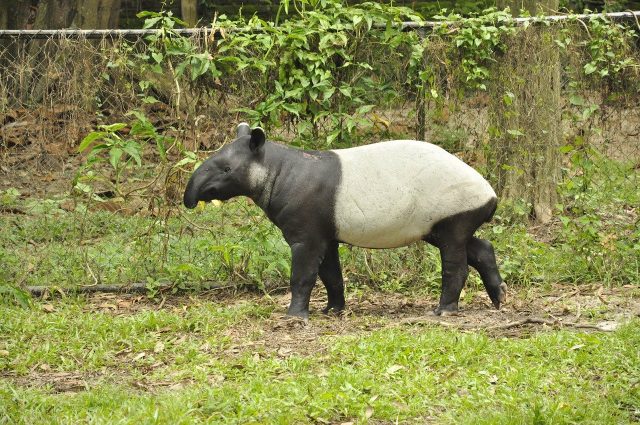 A photo of a tapir, a black-and-white mammal with a funny snout. It's native to Malaysia.