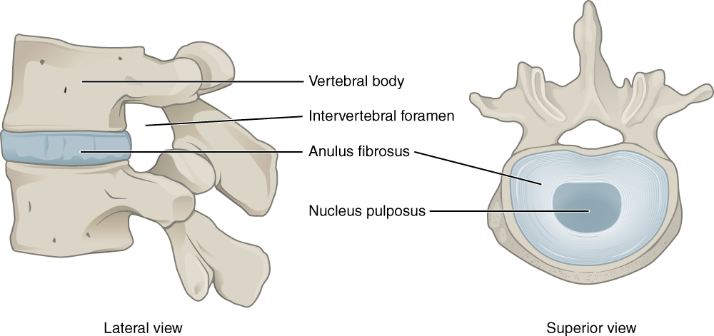Two illustrations. The one on the right shows two vertebrae and the disc in between. The illustration on the right shows a cross-section of the disc. The annulus fibrosus is on the outside, and the nucleus pulposus is on the inside.