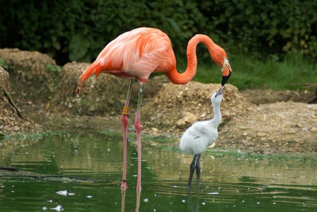 A photo of a Caribbean flamingo feeding its chick. They're both standing in the water next to the shore.