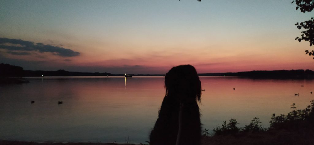 Francesca took this romantic photo of her dog, Jago, staring out at the sunset over a lake.