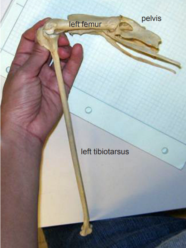A photo showing the pelvis, left femur, and tibiotarsus of a flamingo.