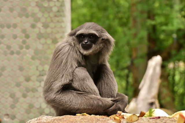 A photo of a tan-colored gibbon. She (I think it's a she?) is sitting on a rock or ledge, looking mighty content as she picks at her toes.