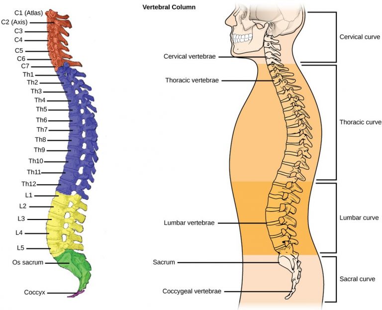 spine vertebrae numbers