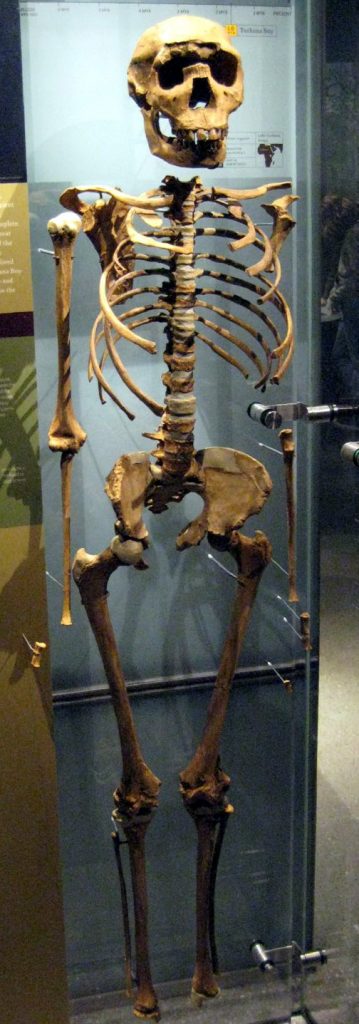 A photo of the reconstructed bones of the Homo erectus Nariokotome boy (also called Turkana boy). It doesn't have any feet, and I don't know why.