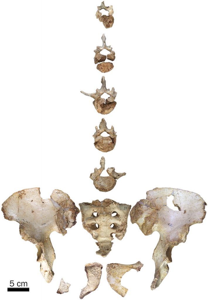 A photo of the SH Pelvis 1 remains. If you found them in your backyard, you wouldn't be impressed. There are a few vertebrae, the sacrum, and pieces of a fragmented pelvis. That's it.