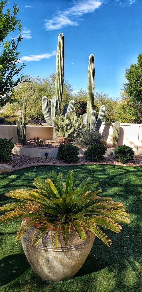 A photo of the cactus garden in Linda's backyard. Two giant saguaro cacti are growing in the background, while a spreading fern-like thing in a large pot takes up the foreground. I know! I'm jealous too.