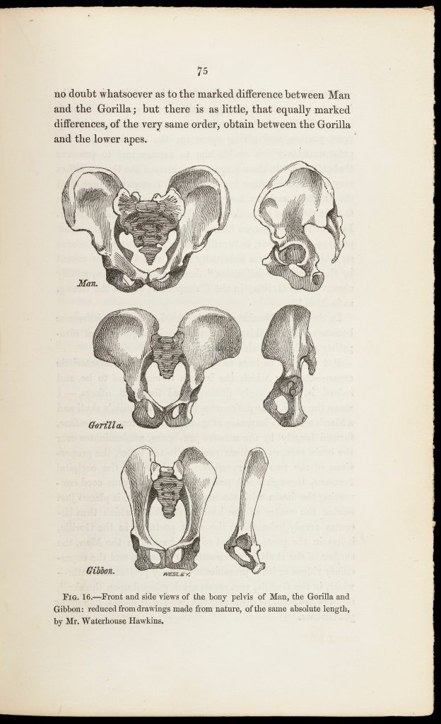 This illustration from 1863 shows the front and side view of a human, gorilla, and gibbon pelvis. Proportionally, the human pelvis is broader.