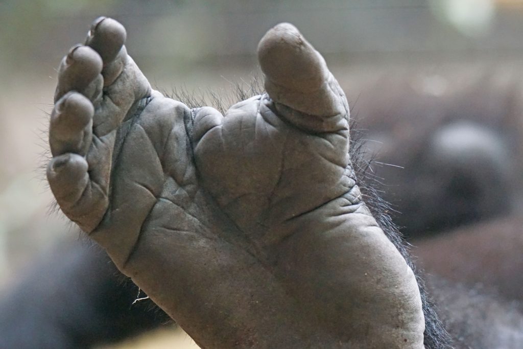 A close-up of the bottom of a gorilla's foot. It shows the opposable big toe.