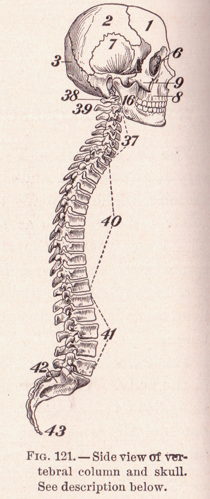 A line drawing showing the skull and spine. It's in sepia tones, and looks like the early 1900s artwork it is. A rather unhelpful caption at the bottom reads, "Fig. 121.--Side view of vertebral column and skull."