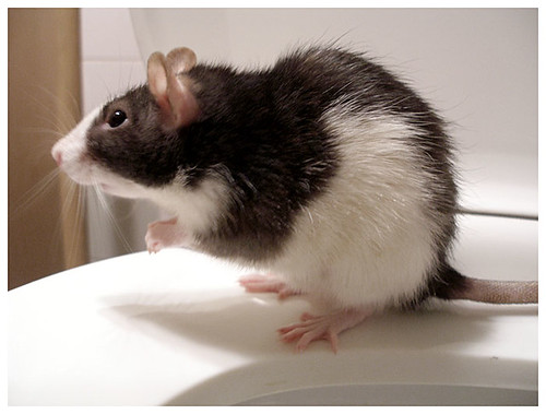 A close-up photo of a black-and-white rat, taken from the rat's left side. Presumably, this is a lab rat, although there weren't any details given about its life history. It's standing on its back legs. The original photo caption explained that the photographer bought a new kind of Lysol spray, which this rat apparently approved of.