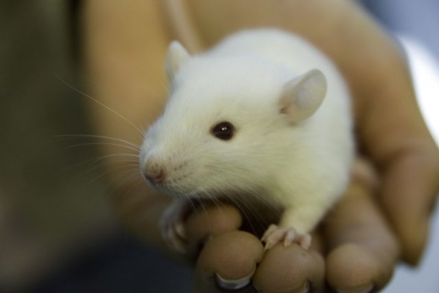 This photo shows a white rat (presumably a lab rat, though I don't know its backstory), which is being held in a human's hand. The rat appears to be sniffing the air on the left side of the photo.