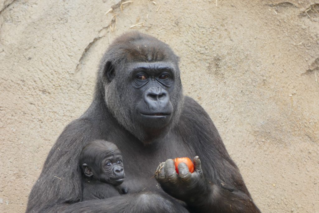 A gorilla mother sits in front of a sand-colored stucco wall. She's holding her baby in her right arm, and a piece of fruit in her left hand. She's looking slightly off to the left with a rather smug expression.
