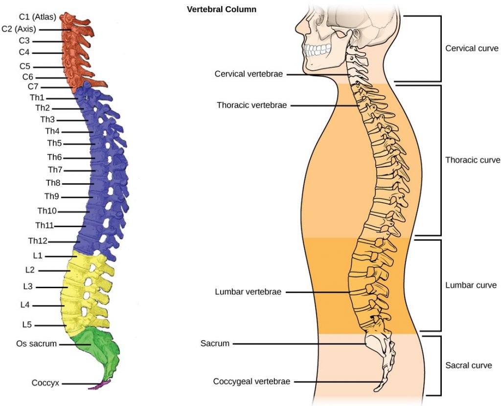This picture consists of two illustrations. The illustration on the left shows the human vertebral column with each vertebrae numbered. The illustration on the right shows a sagittal cross-section of a human, with each spinal curve (cervical, thoracic, lumbar, and sacral) labeled. 