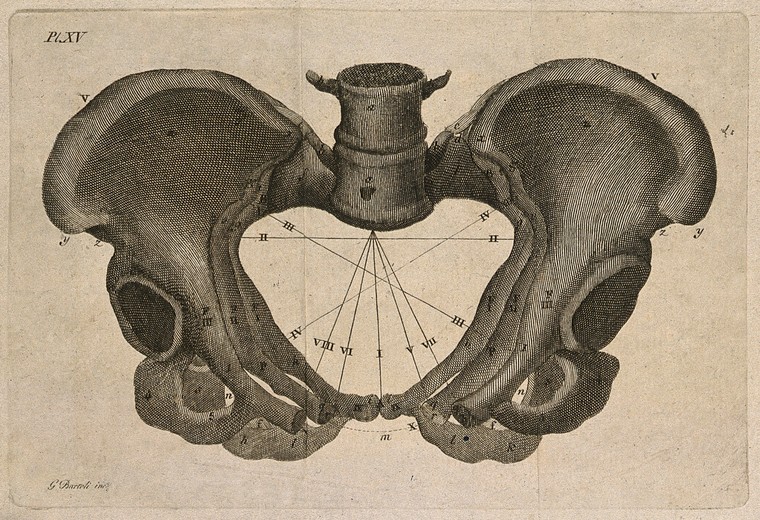 Bipedalism: The Downsides of an Upright Life | My Upright Life