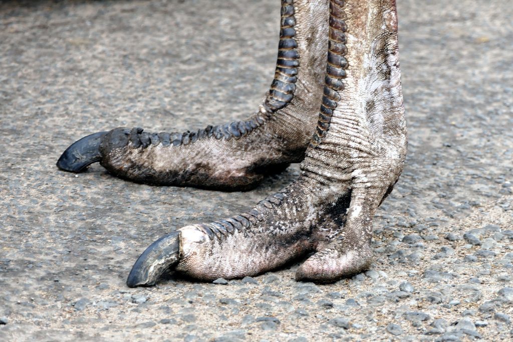 A close-up photo of an ostrich's feet. There are only two toes, one big and one small.